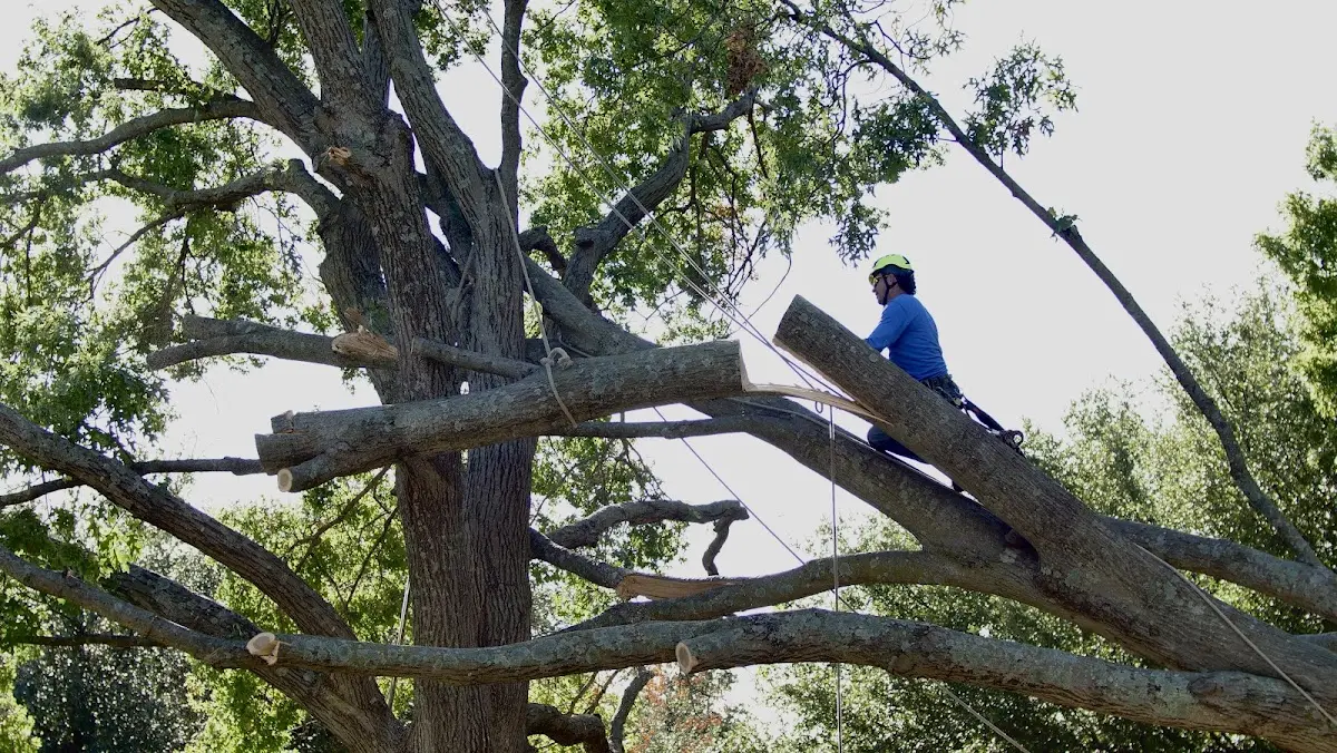 Professional Hazardous Tree Removal performed by certified arborists in Argusville