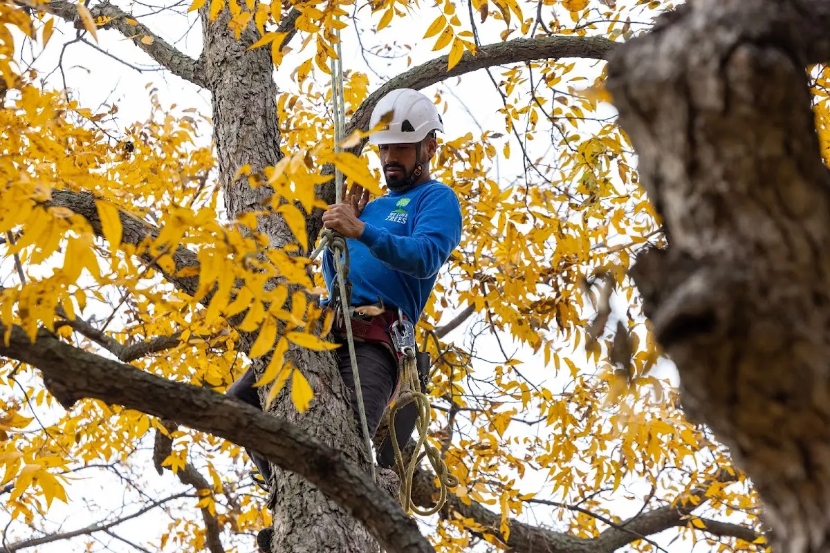 Skilled Tree Transplanting crew working in Argusville